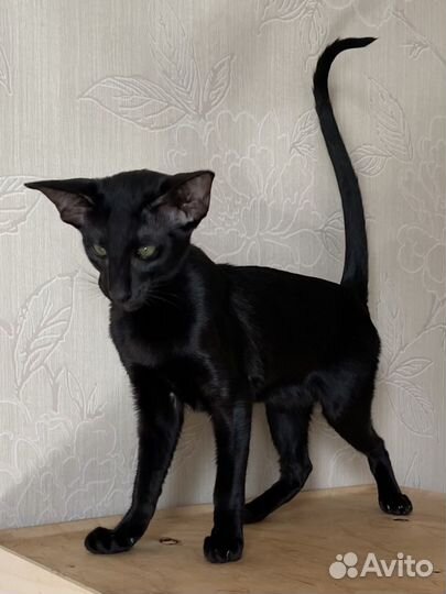 Ориентальные котята