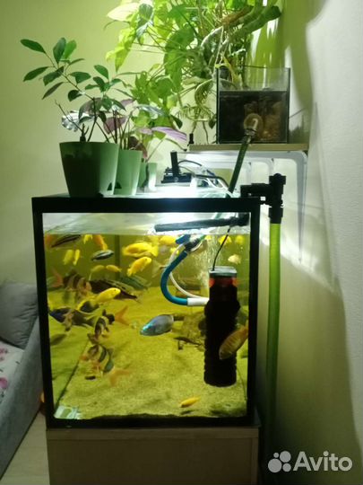 Аквариумные рыбки