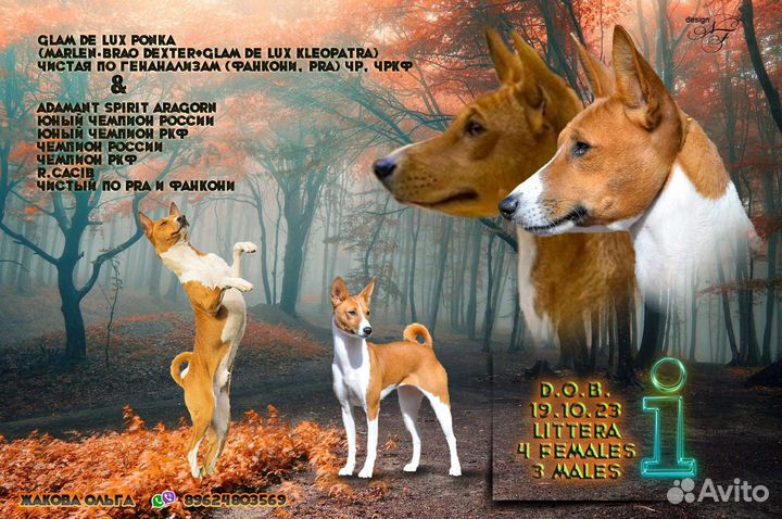 Щенки басенджи