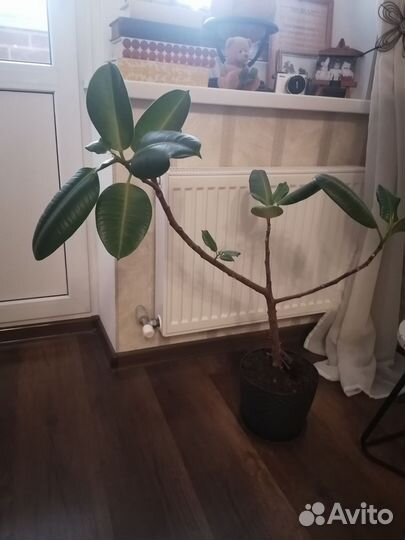 Фикус с горшком