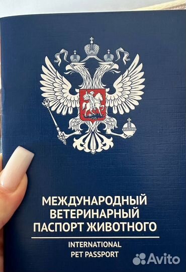 Щенок джек рассел девочка