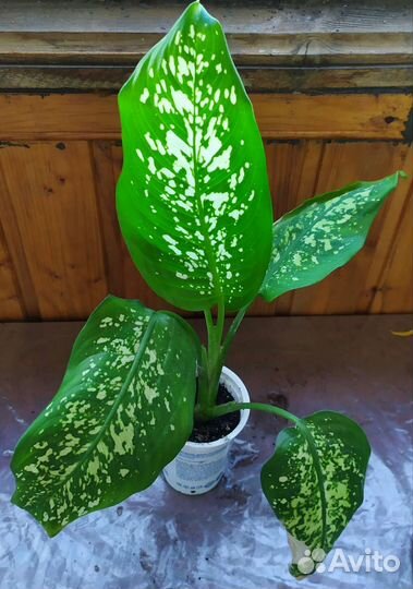 Диффенбахия сорт Макулата