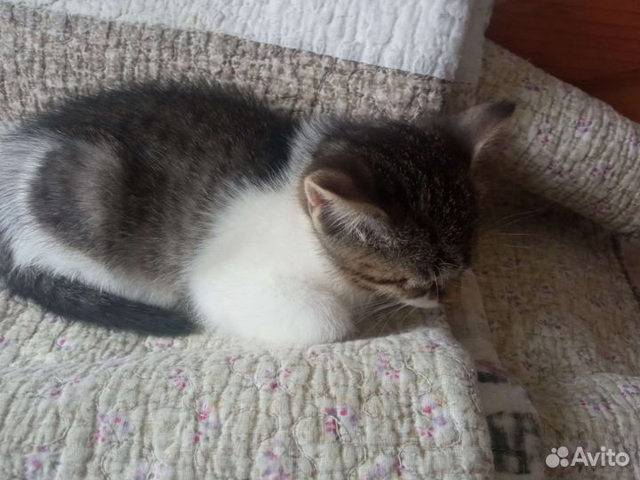 Кошка