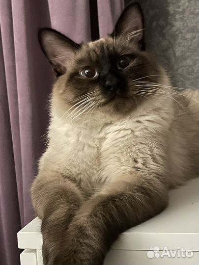 Вязка Тайская порода