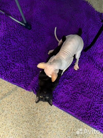 Кот в ответственные руки