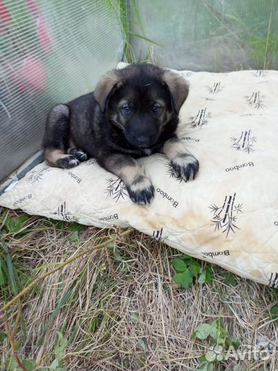 Щенки ищут дом