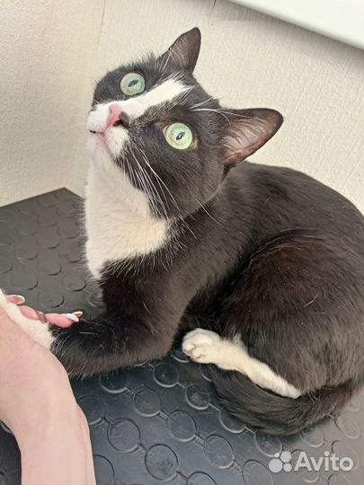 Потерялся кот