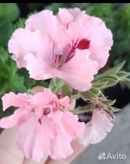 Пеларгония герань королевская сортовая