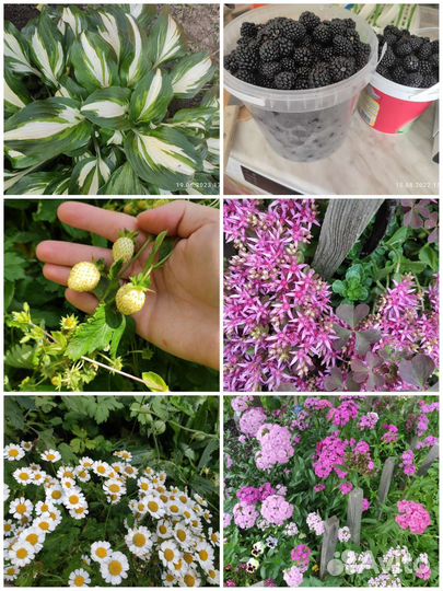 Садовые растения обмен, продажа