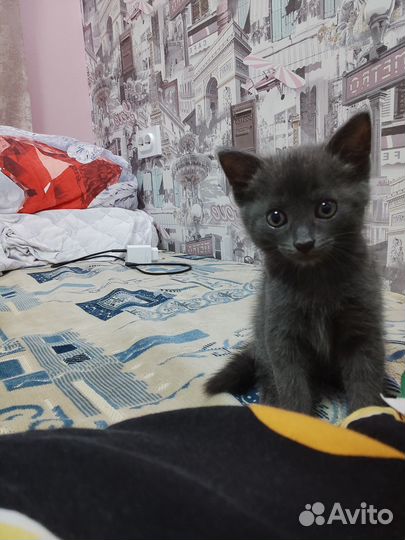 Котенок в добрые руки (девочка)