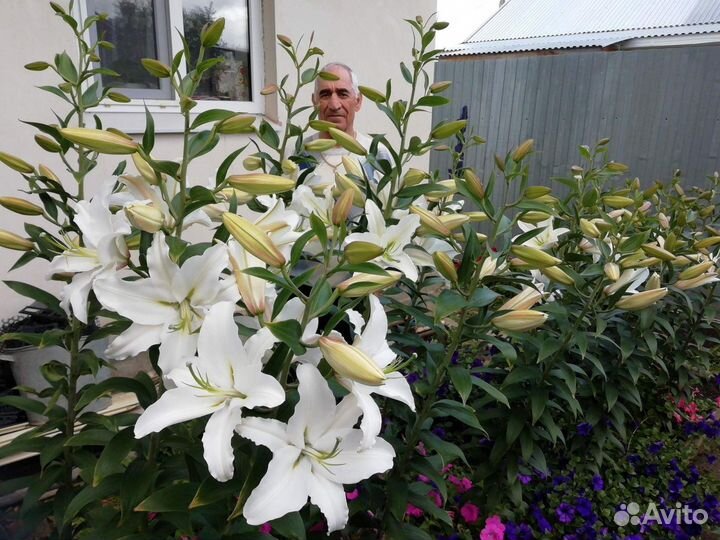 Растения для сада