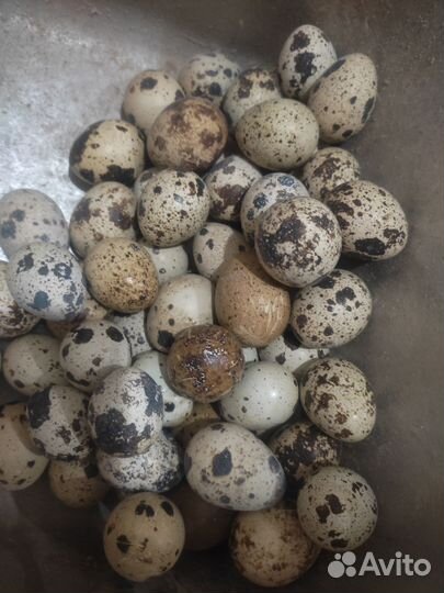 Яйца перепелиные