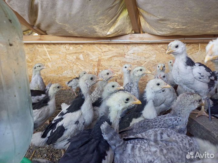 Утята, Циплята