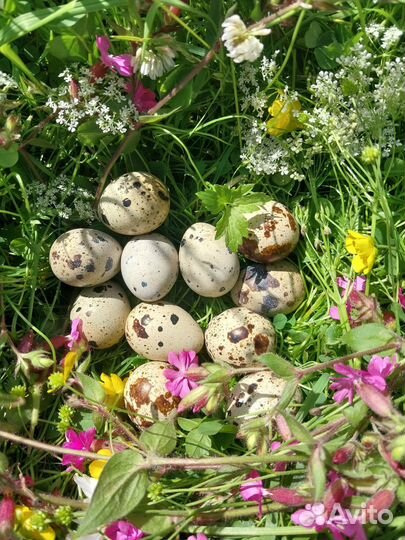 Перепелиные яйца