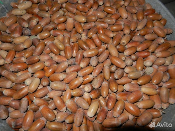 Саженцы дуба