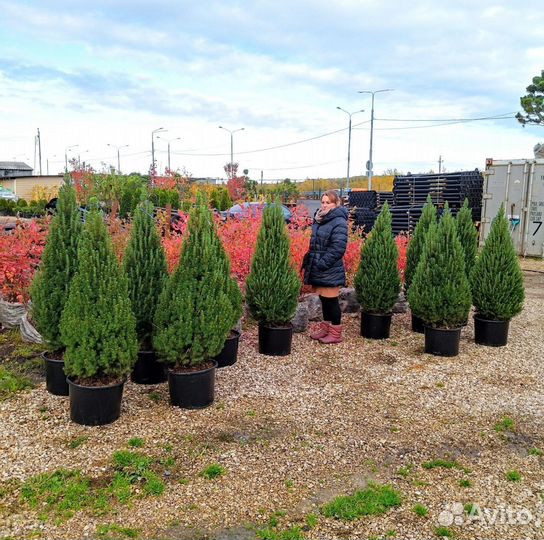 Ель канадская Коника