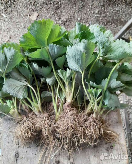 Рассада клубники антей альба ждали априка