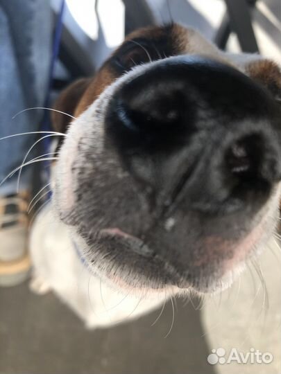 Вязка собак