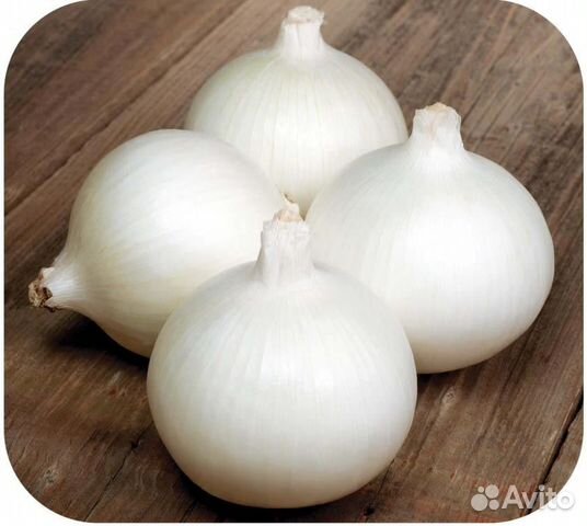 Семена Лука 