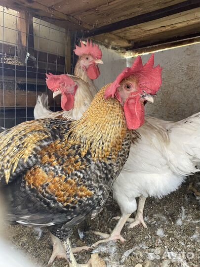 Продам петуха Лекбар кремовый 5 мес