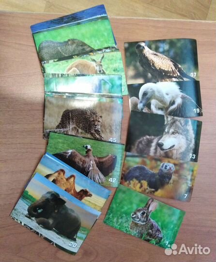 Сигма Мания