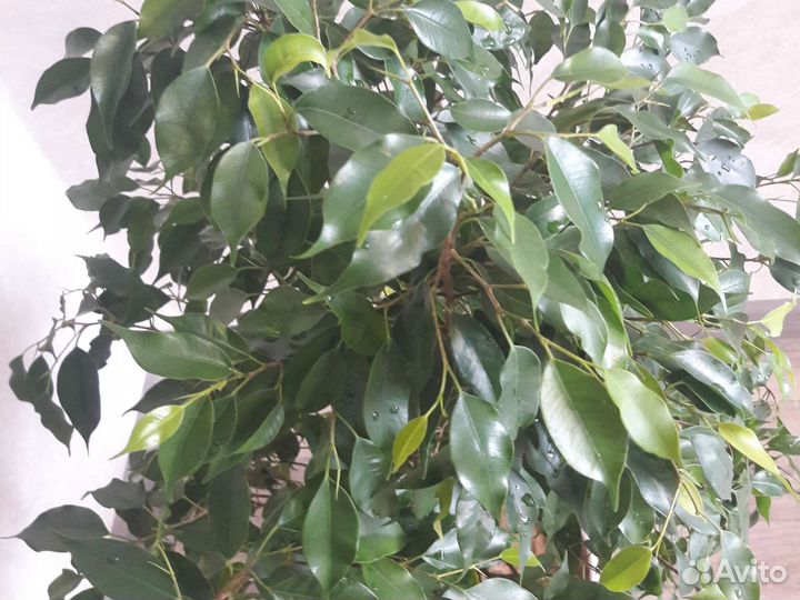 Фикус бенджамина Наташа