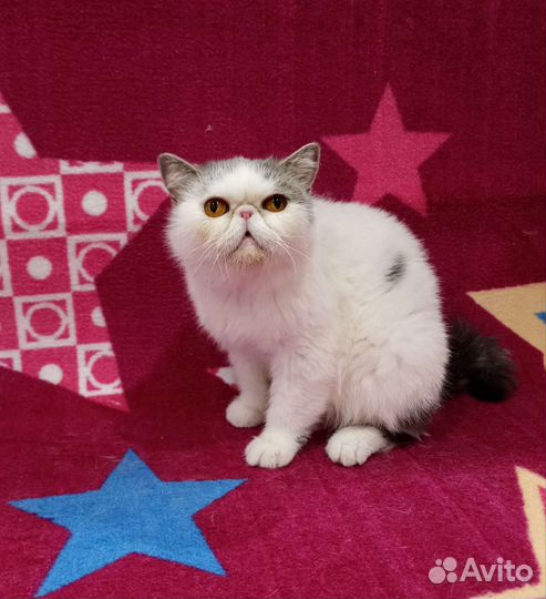 Дом для Фреи