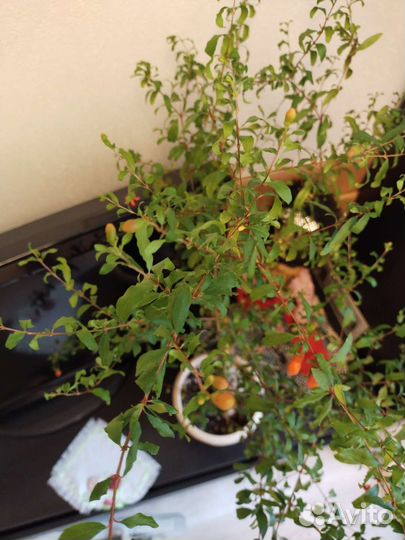 Гранат комнатный карликовый Нана