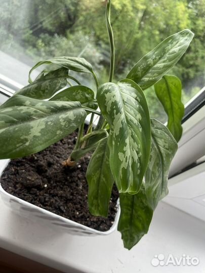 Спатифиллум