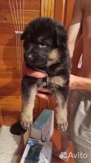 Немецкая овчарка