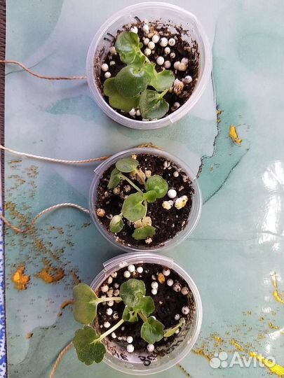 Сортовые фиалки