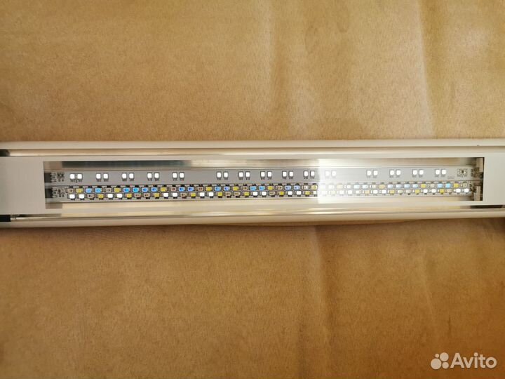 Пецилия редиска, красная, гуппи