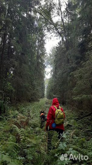 Кинолог. Дрессировка собак