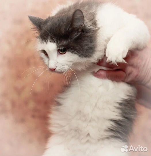 Кот в добрые руки