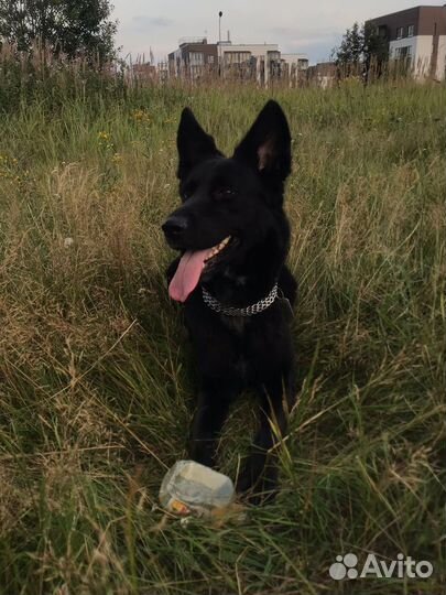 Отдам в добрые руки