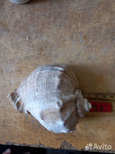 Морская Ракушка рапана