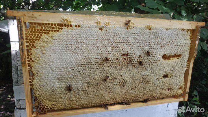 Сотовый мёд и мед 2023