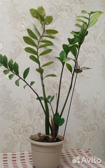 Замиокулькас