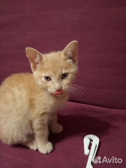 Котенок девочка в добрые руки