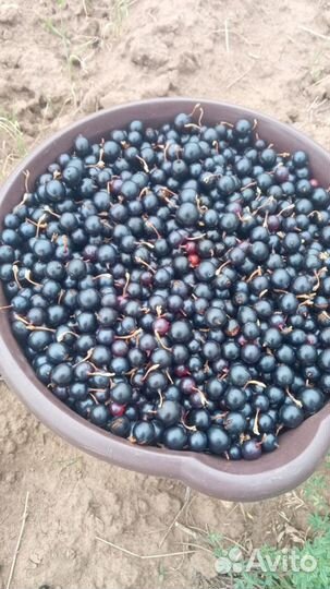 Смородина черная лесная (дикая)