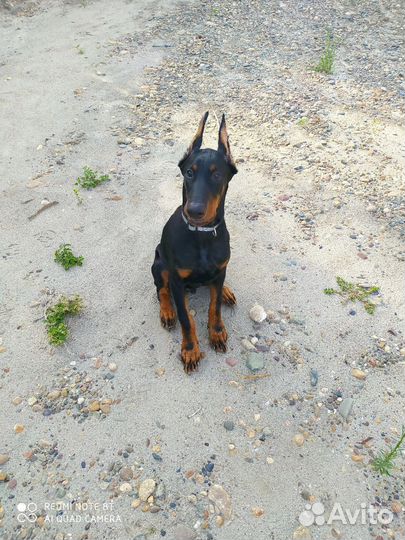 Дрессировка собак. Кинолог