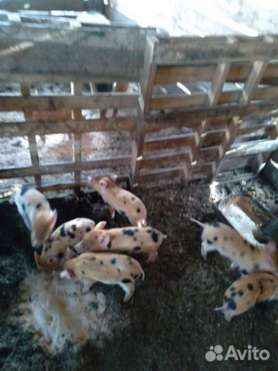 Поросята породы дюрок продаются