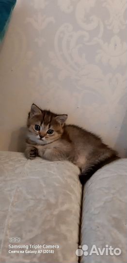 Британская