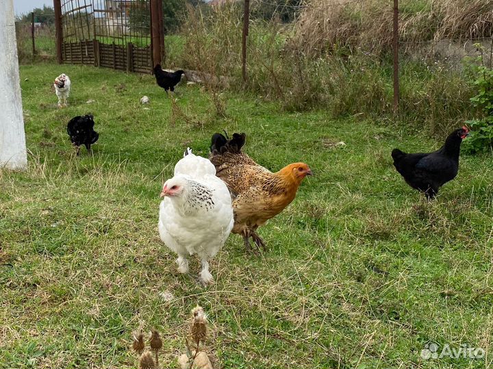 Куры молодняк