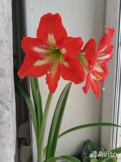 Гиппеаструм амариллис луковицы