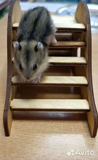 Джунгарский хомяк