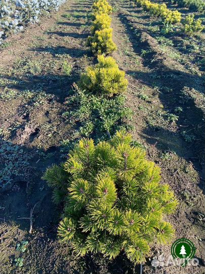 Сосна горная 1,85 м и др