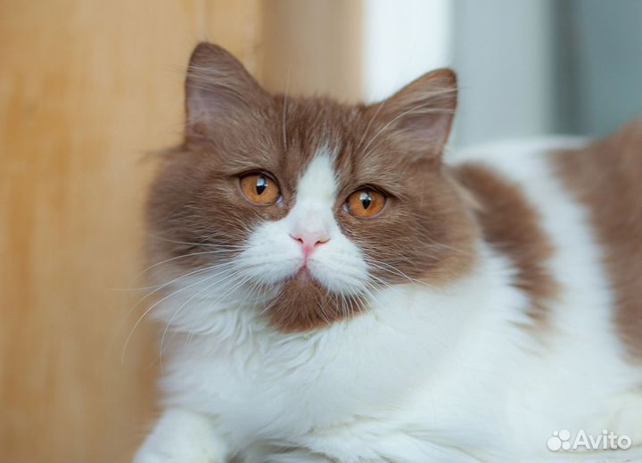 Британский мальчик 4.5 месяцев