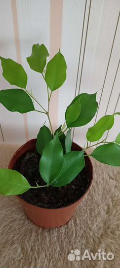 Фикус бенджамина