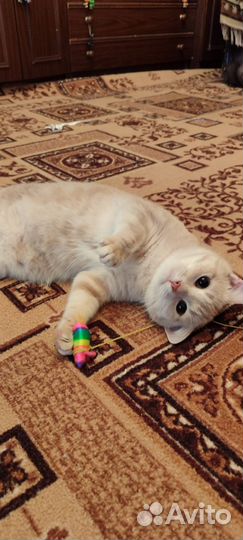 Персиковая Кошка